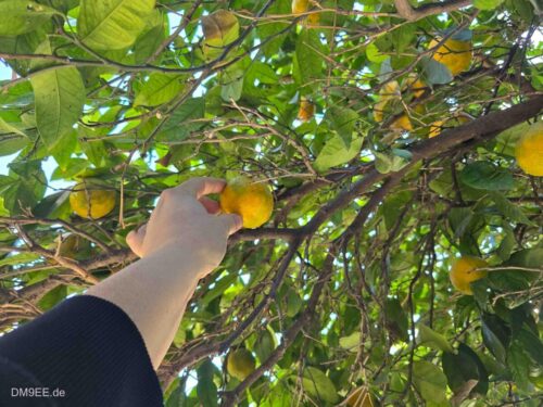 DM9EE-2025-12-26-12-18-51